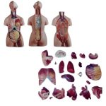 Medical Torso Price in BD. Image