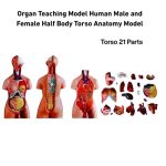 Torso Best Price in BD. Image