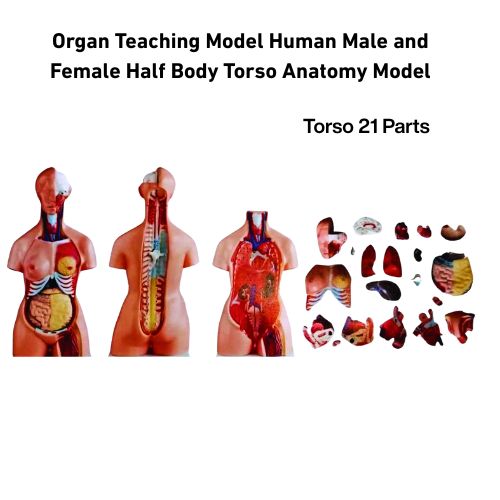 _Torso Anatomy Model. Aleef Surgical Torso Best Price in BD. Image